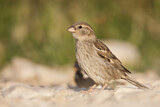 Image. Spanish Sparrow