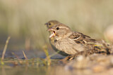 Image. Spanish Sparrow
