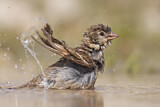 Image. Spanish Sparrow