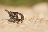 Image. Spanish Sparrow