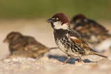 Image. Spanish Sparrow