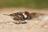 Image. Spanish Sparrow