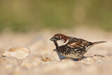 Image. Spanish Sparrow