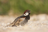 Image. Spanish Sparrow