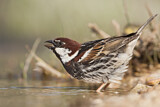 Image. Spanish Sparrow