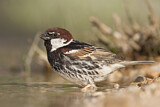 Image. Spanish Sparrow