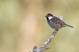Image. Spanish Sparrow