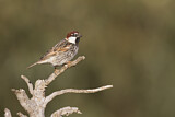 Image. Spanish Sparrow