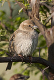Image. Spanish Sparrow