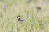 Image. Spanish Sparrow