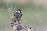 Image. Spanish Sparrow