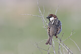 Image. Spanish Sparrow