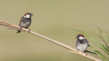 Image. Spanish Sparrow