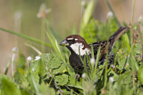 Image. Spanish Sparrow