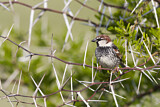 Image. Spanish Sparrow