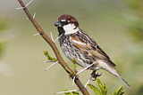 Image. Spanish Sparrow