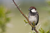 Image. Spanish Sparrow