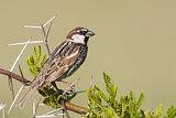 Image. Spanish Sparrow