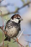 Image. Spanish Sparrow