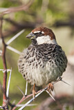 Image. Spanish Sparrow