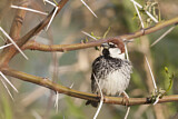 Image. Spanish Sparrow