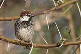 Image. Spanish Sparrow