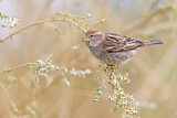 Image. Spanish Sparrow