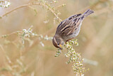 Image. Spanish Sparrow