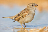 Image. Spanish Sparrow