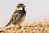 Image. Spanish Sparrow