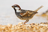 Image. Spanish Sparrow