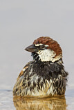Image. Spanish Sparrow