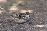Image. Spanish Sparrow