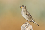 Image. Spanish Sparrow