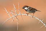 Image. Spanish Sparrow