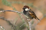 Image. Spanish Sparrow