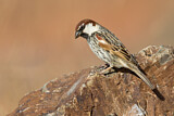 Image. Spanish Sparrow
