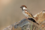 Image. Spanish Sparrow