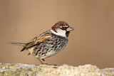 Image. Spanish Sparrow