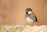 Image. Spanish Sparrow