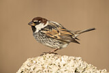 Image. Spanish Sparrow