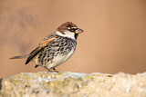 Image. Spanish Sparrow
