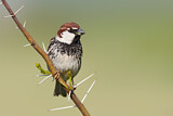 Image. Spanish Sparrow