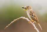 Image. Spanish Sparrow
