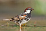 Image. Spanish Sparrow