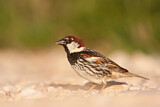 Image. Spanish Sparrow
