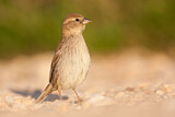Image. Spanish Sparrow
