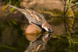 Image. Spanish Sparrow