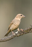 Image. Spanish Sparrow