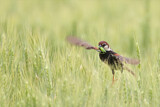 Image. Spanish Sparrow